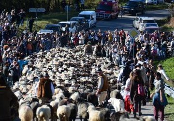 II Pieniński Wypas Kulturowy już za nami – prawdziwe święto pasterstwa!